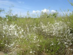 Xylotheca tettensis in habitat in Mozambique